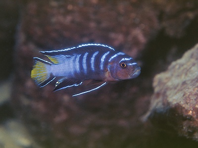 Chindongo sp. 'elongatus mphanga' Maison Reef